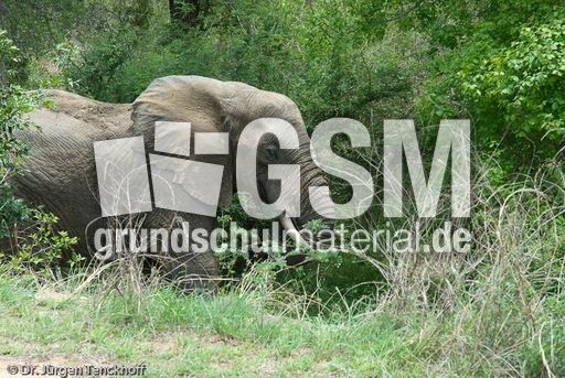 Afrikanischer Elefant (10 von 131).jpg